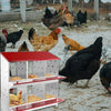 4/6 Hole Chicken Nesting Boxes Wall Mounted Metal Chicken Coop Laying Boxes AU