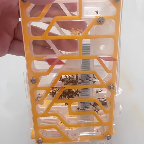 Ant Farm DIY Ant Nest 3D Acrylic ANT Workshop Educational Ant House For Gift AU