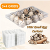 100 Pcs Quail Egg Cartons Square Dozen Egg Boxes 3x4 Holds 12 Count Thickened AU