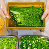 3mm Manual Scallion Chopping Machine Vegetable Shredder Green Onion Cutter AU