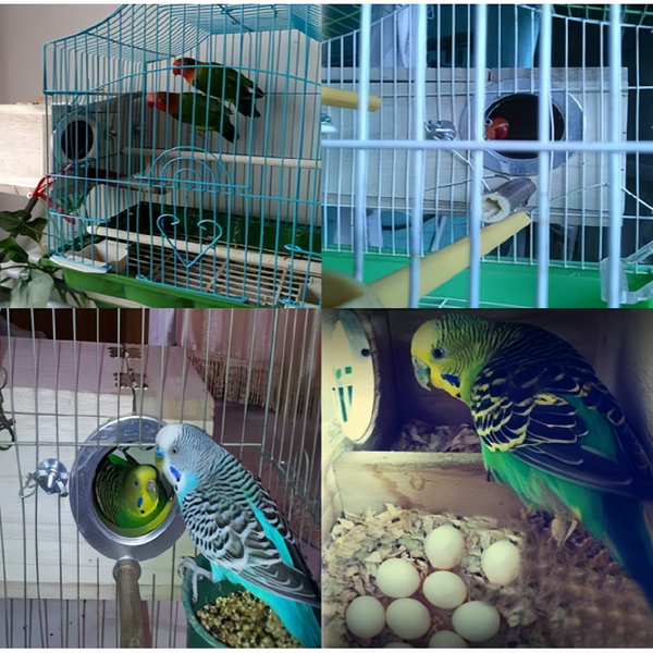 Oversized Bird Nest Breeding Box Parakeet Budgie Cockatiel Nesting Window Wooden