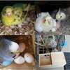 Oversized Bird Nest Breeding Box Parakeet Budgie Cockatiel Nesting Window Wooden