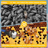 Oxalic Acid Vaporizer Beehive Mite Treatment Removal Evaporator Beekeeping Tools