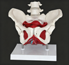 Adult Female Pelvis Model Medical Female Pelvis Lumbar Vertebra Removable Parts