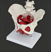 Adult Female Pelvis Model Medical Female Pelvis Lumbar Vertebra Removable Parts