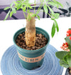 12L Clay Pebbles Clay Ball High Quality Hydroponic Leca Expanded Clay Balls AU