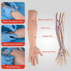 Intravenous Practice Arm Kit High Simulation Blood Drawing Practice Model Kit