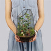 Glass Geometric Plant Terrarium Succulent & Air Planter Indoor Tabletop Decor