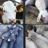 Electric Livestock Ear Tag Applicator Ear Tag Pliers Cattle Rapid Marking Tool