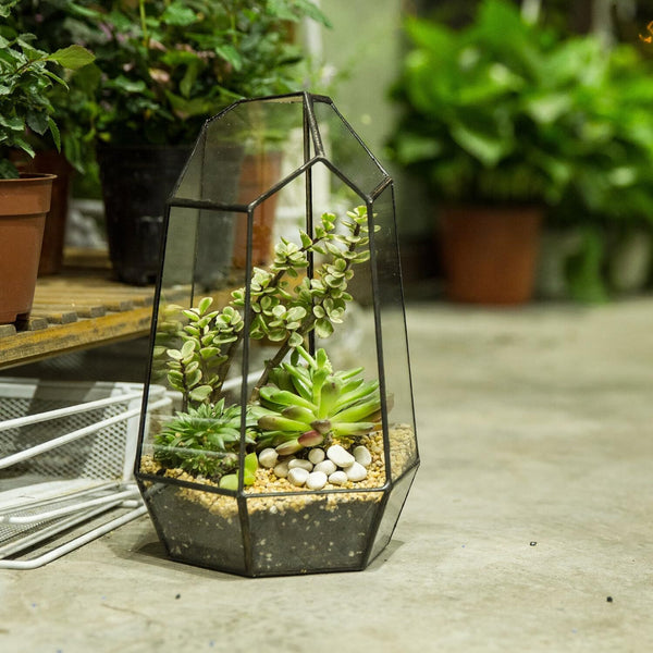 Glass Geometric Plant Terrarium Succulent & Air Planter Indoor Tabletop Decor