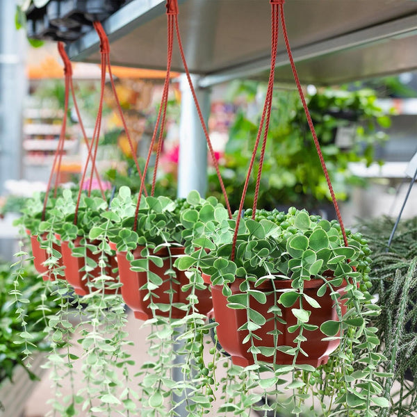 24PCS Plastic Hanging Plant Pots 17cm Hanging Plant Containers Hanging Planters
