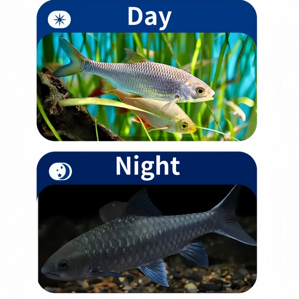 4.3" LCD Monitor Fish Finder Portable  Fishing Camera W/ 8 LED IR For Lake Sea