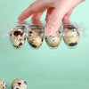 100 Pcs Quail Egg Cartons Square Dozen Egg Boxes 3x4 Holds 12 Count Thickened AU