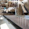 1m Sheep Goat Cattle Water Feed Trough Livestock Farm Feeder Tray with Bracket
