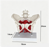 Adult Female Pelvis Model Medical Female Pelvis Lumbar Vertebra Removable Parts