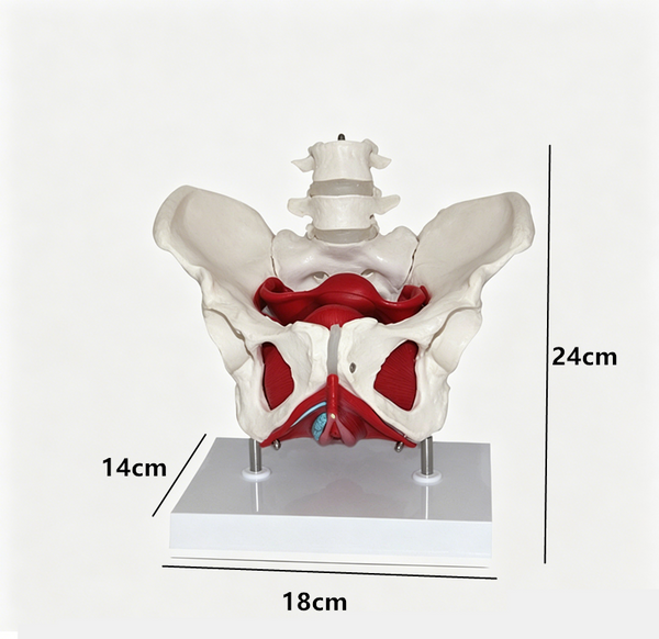 Adult Female Pelvis Model Medical Female Pelvis Lumbar Vertebra Removable Parts