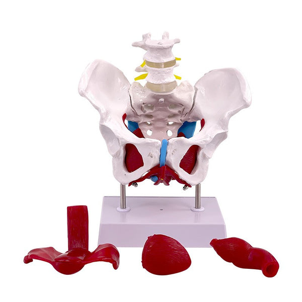 Adult Female Pelvis Model Medical Female Pelvis Lumbar Vertebra Removable Parts