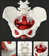 Adult Female Pelvis Model Medical Female Pelvis Lumbar Vertebra Removable Parts