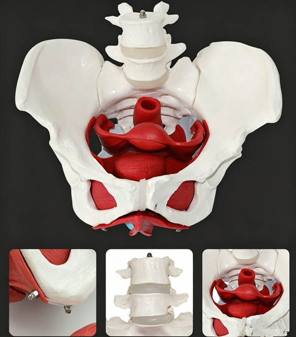 Adult Female Pelvis Model Medical Female Pelvis Lumbar Vertebra Removable Parts