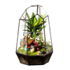 Glass Geometric Plant Terrarium Succulent & Air Planter Indoor Tabletop Decor