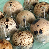 100 Pcs Quail Egg Cartons Square Dozen Egg Boxes 3x4 Holds 12 Count Thickened AU