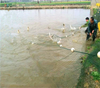 Fishing Drag Net Bait Seine Nylon 25mm Mesh Fish Net Heavy Duty 3mx20m Or 2mx10m
