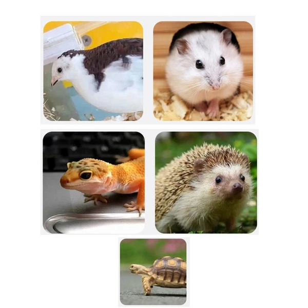 80CM Chick Brooder Box Wood with Digital Thermostat for Chicks Quail Hamsters AU