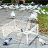 Birds Cage Small Animals Catch Trap Four Sides One Way Entrance Anti-Escape Slot
