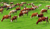 Handheld Cattle Prodder Stock Prod Rechargeable 12000V Electric Shock Pig Sheep