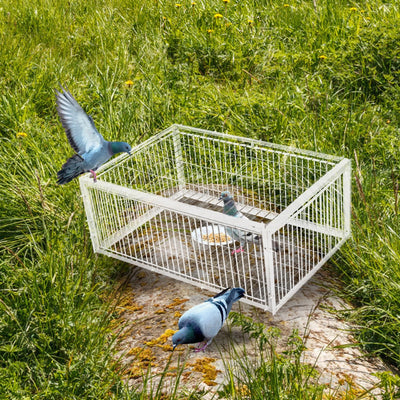 Catch Pigeon Trap One-Way Entrance Pigeon Dove Trap Cage Foldable Galvanised - Image 13