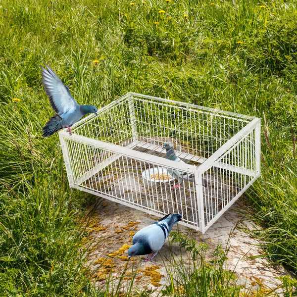 Catch Pigeon Trap One-Way Entrance Pigeon Dove Trap Cage Foldable Galvanised - Image 13