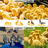 24"x16" Chicken Coop Heater Chick Brooder Heating Plate Duck Poultry Warmer - Image 13