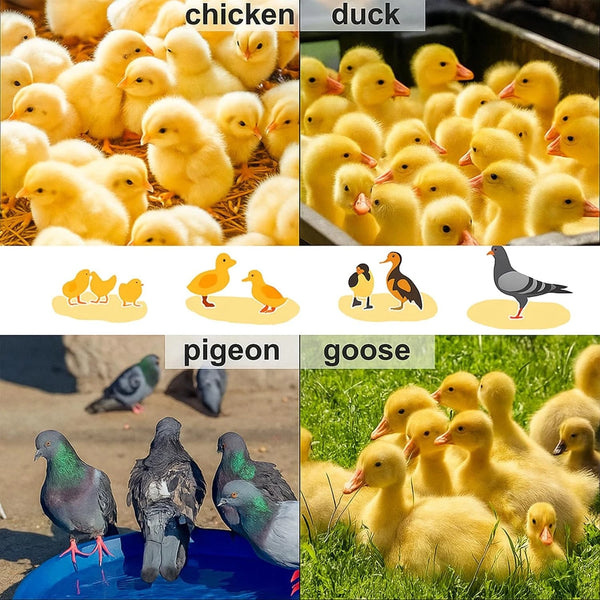 24"x16" Chicken Coop Heater Chick Brooder Heating Plate Duck Poultry Warmer - Image 13