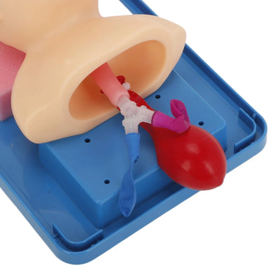 Intubation Manikin Lab Airway Management Training Infant Tracheal Manikin with Tube - Image 12