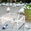 Catch Pigeon Trap One-Way Entrance Pigeon Dove Trap Cage Foldable Galvanised - Image 12